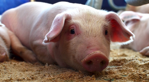 Autoridades aseguran población puede consumir carne de cerdo sin riesgos a la salud