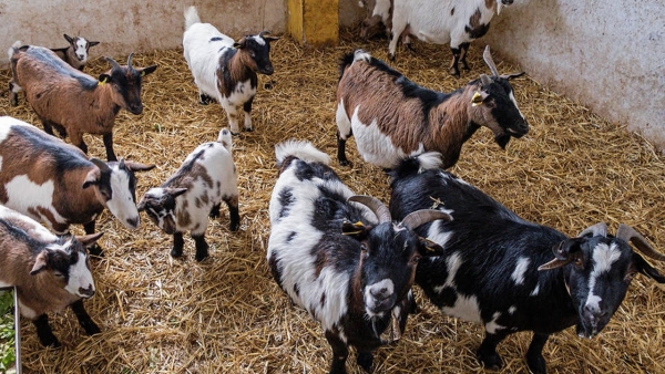 Ganadería afirma animales sacrificados dieron positivo al virus Lengua Azul