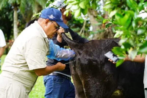 PROMEGAN ha realizado 5,159 inseminaciones bovinas