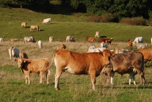 Ganadería: es necesario apoyo a los productores