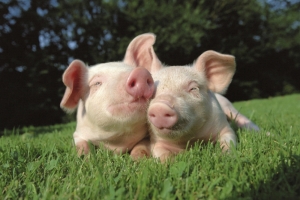 Beneficios de la Carne de Cerdo