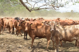 Aplicamos 71,593 vacunas contra brucelosis bovina