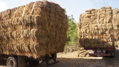Gobierno entrega más de 100 mil pacas de pasto a ganaderos afectos por sequía