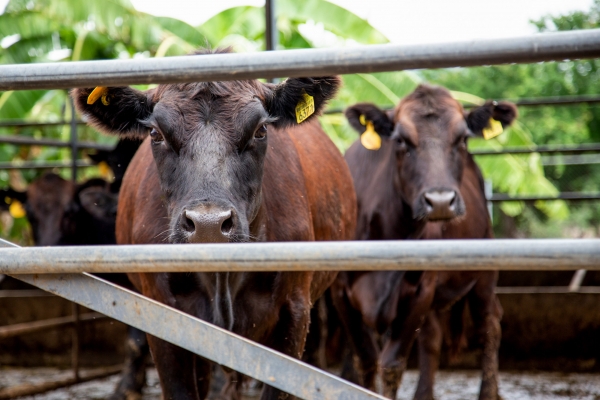 Para trasladar animales, la guía de movilización es clave