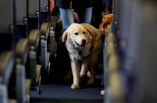 Ganadería actualiza certificación para para importar mascotas