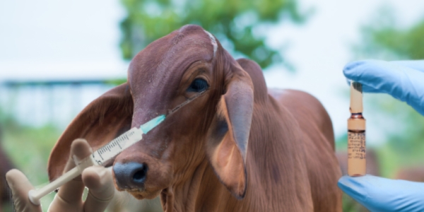 Dirección de Ganadería amplió cobertura de vacunación contra brucelosis bovina