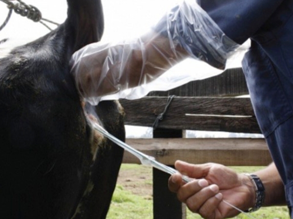 Inseminación de bovinos