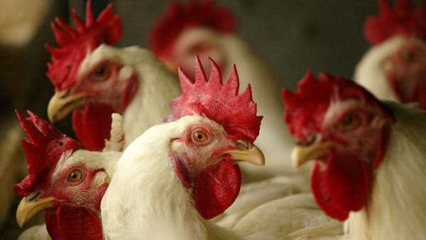 Dirección de Ganadería mantiene vigilancia para evitar gripe aviar