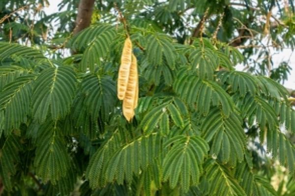 Leucaena: planta muy útil para las épocas de sequías