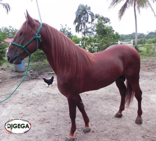 El caballo de paso Higüeyano