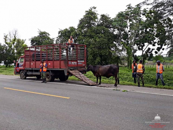 Instituciones desarrollan operativo de orientación de movilidad animal