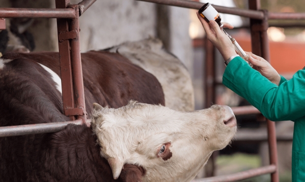 Médicos veterinarios celebran su día este jueves 29 de octubre