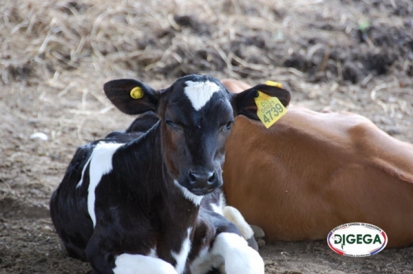 Tuberculosis bovina. (Cuando la despoblación es la mejor opción)
