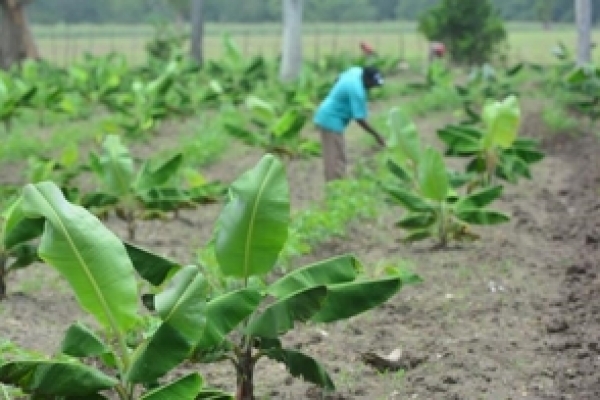 La FAO ofrecerá una radiografía del sector agropecuario