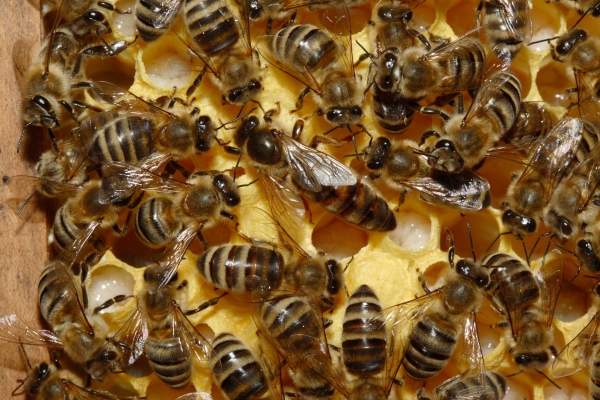 Celdas Reales, Abejas Reinas y Reinas Vírgenes