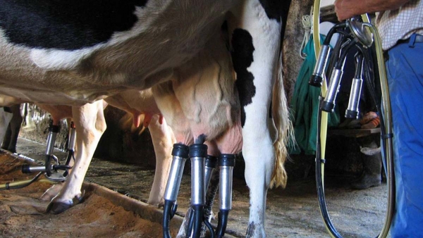 Centros de acopio: pieza vital para conservación y el cuidado de la leche