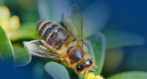 Dirección General de Ganadería desarrolla campaña “Cuidemos Las Abejas”