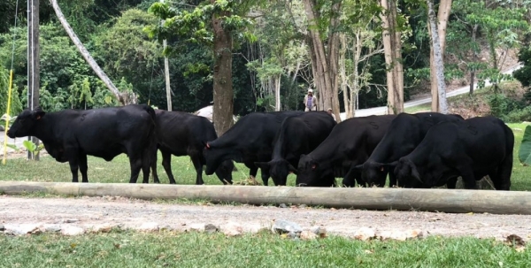 Ganado Brangus es mejor carne a precio asequible