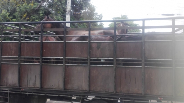 La DIGEGA informó están detenidos cinco hombres acusados de robar varios caballos en Bayaguana y Monte Playa.