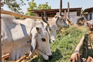 Cuarentena Animal tuvo actividad intensa en 2023