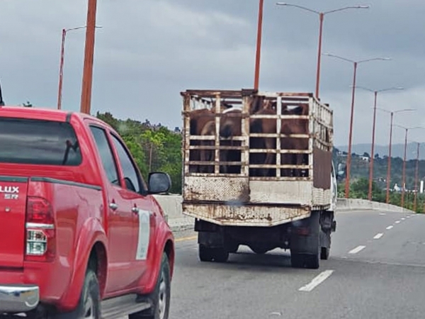 DIGEGA recupera animales robados en operativos de Tránsito Interno