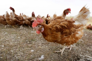 Aplicarán protocolo para evitar llegue gripe aviar